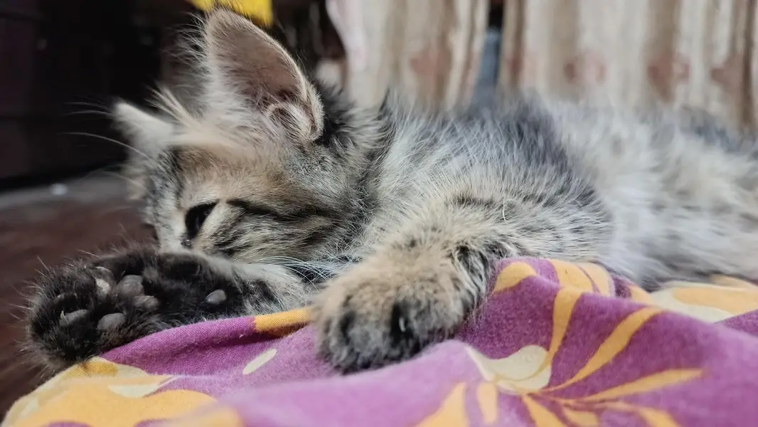 Cute Male Person Cat — photo 11