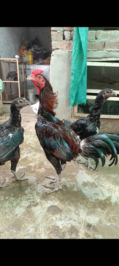 Pakoya Male