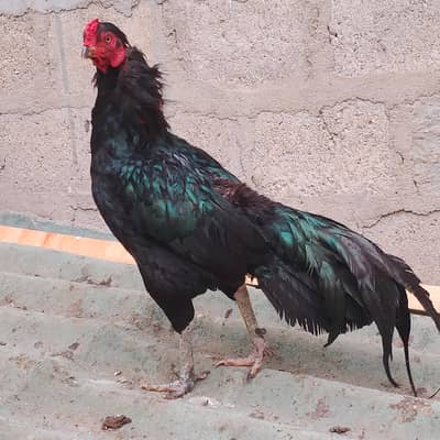 aseel mianwali mushka murgha