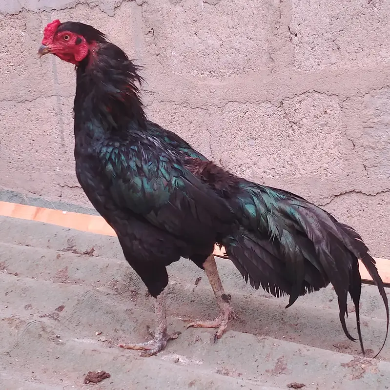 aseel mianwali mushka murgha — photo 2