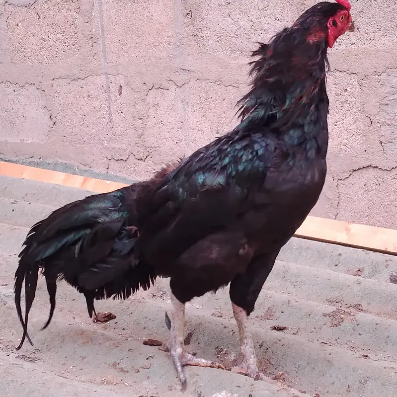aseel mianwali mushka murgha — photo 3