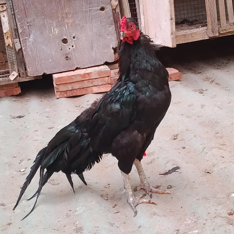 aseel mianwali mushka murgha — photo 4