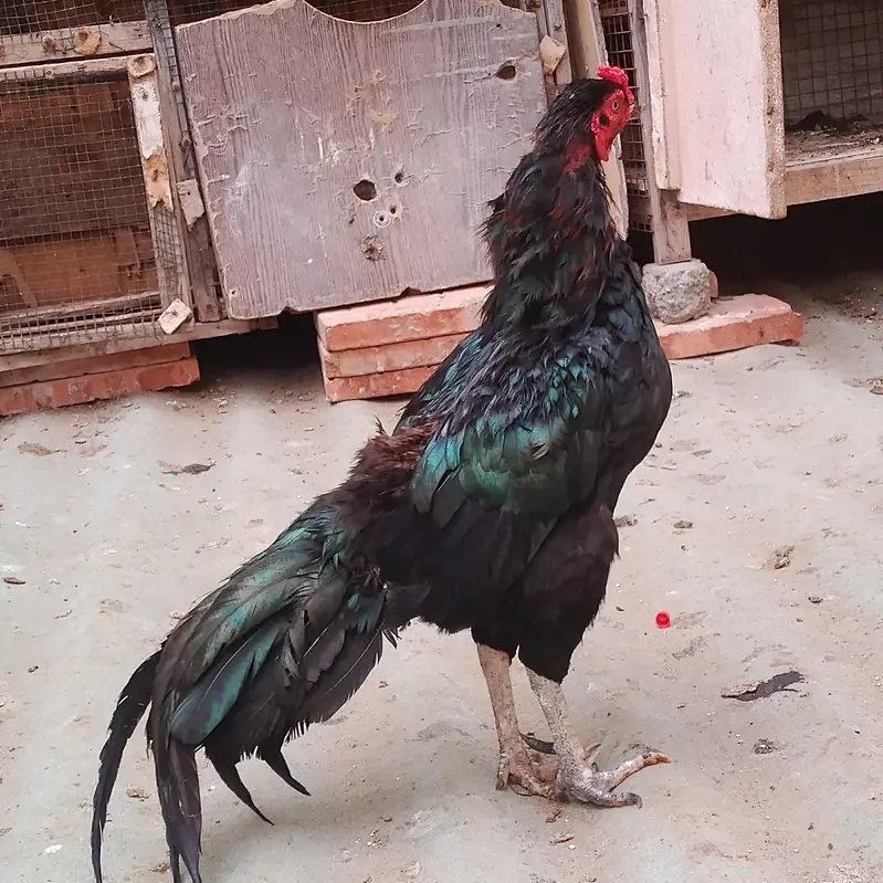 aseel mianwali mushka murgha — photo 6