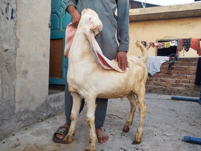 Beautiful Sindhi bakri