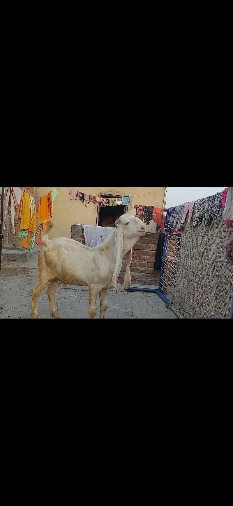 Beautiful Sindhi bakri — photo 2