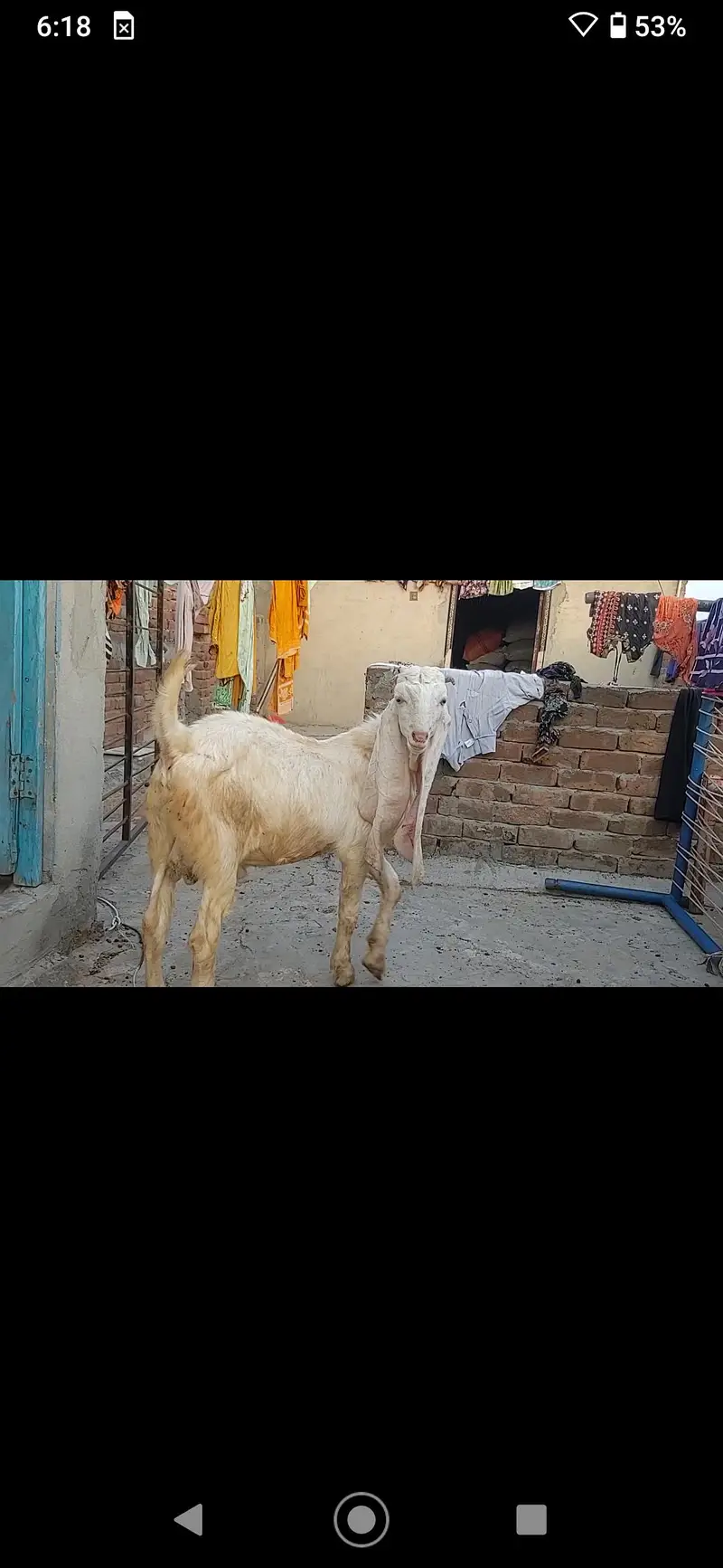 Beautiful Sindhi bakri — photo 3