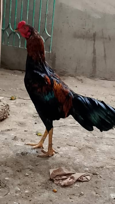 new breeder
