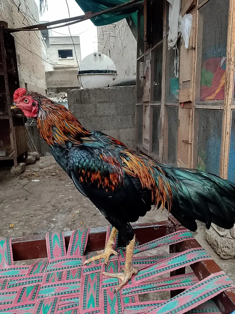 new breeder — photo 3