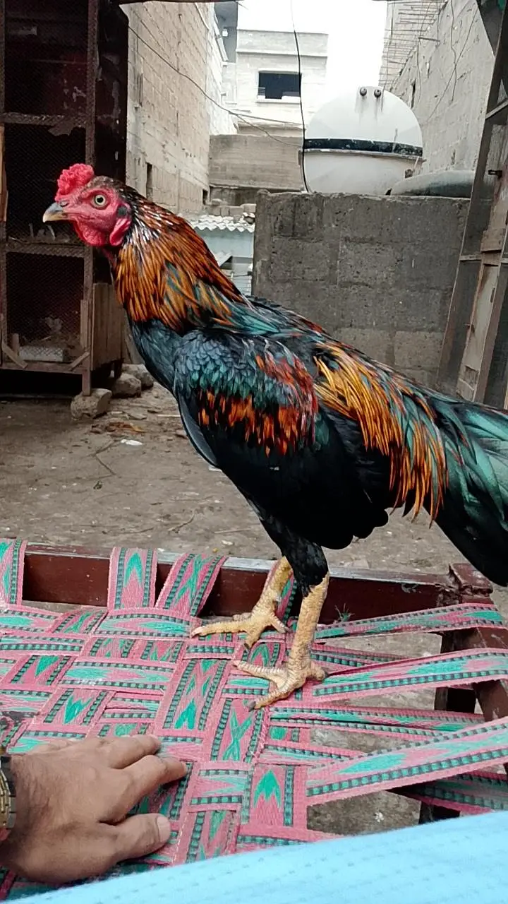 new breeder — photo 4