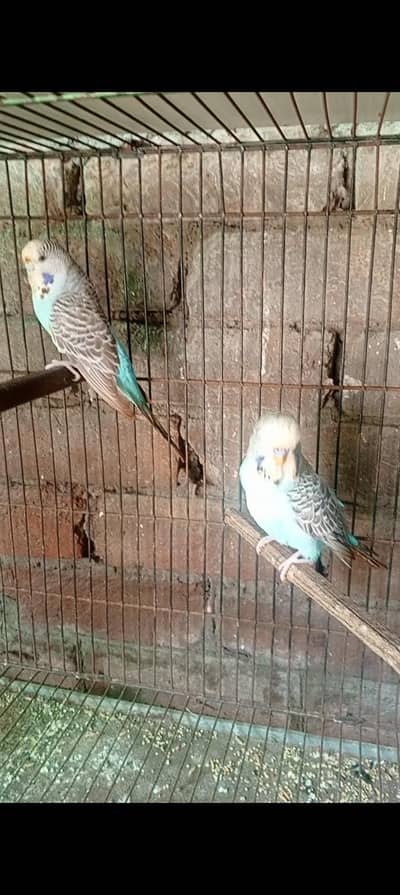 Exhibition pair available