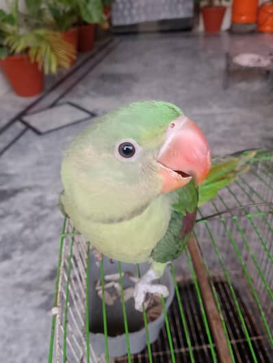 sale for raw parrot (self  feed)