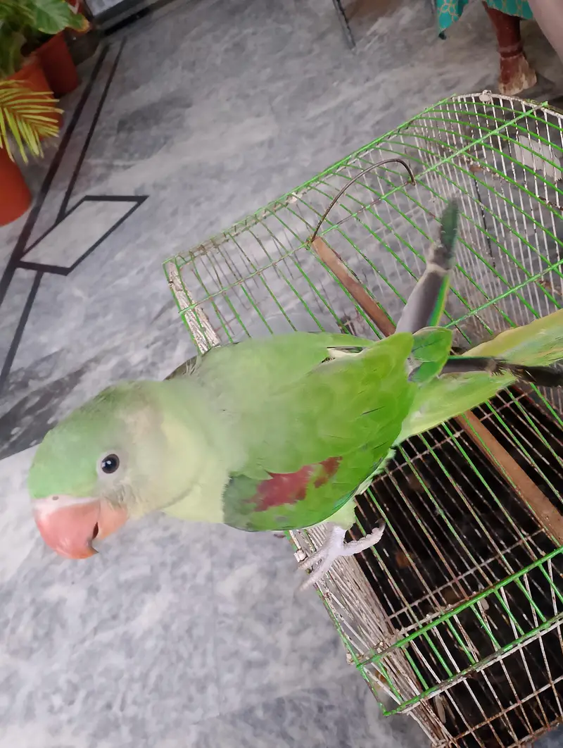 sale for raw parrot (self  feed) Whatsapp 03499030287 — photo 2