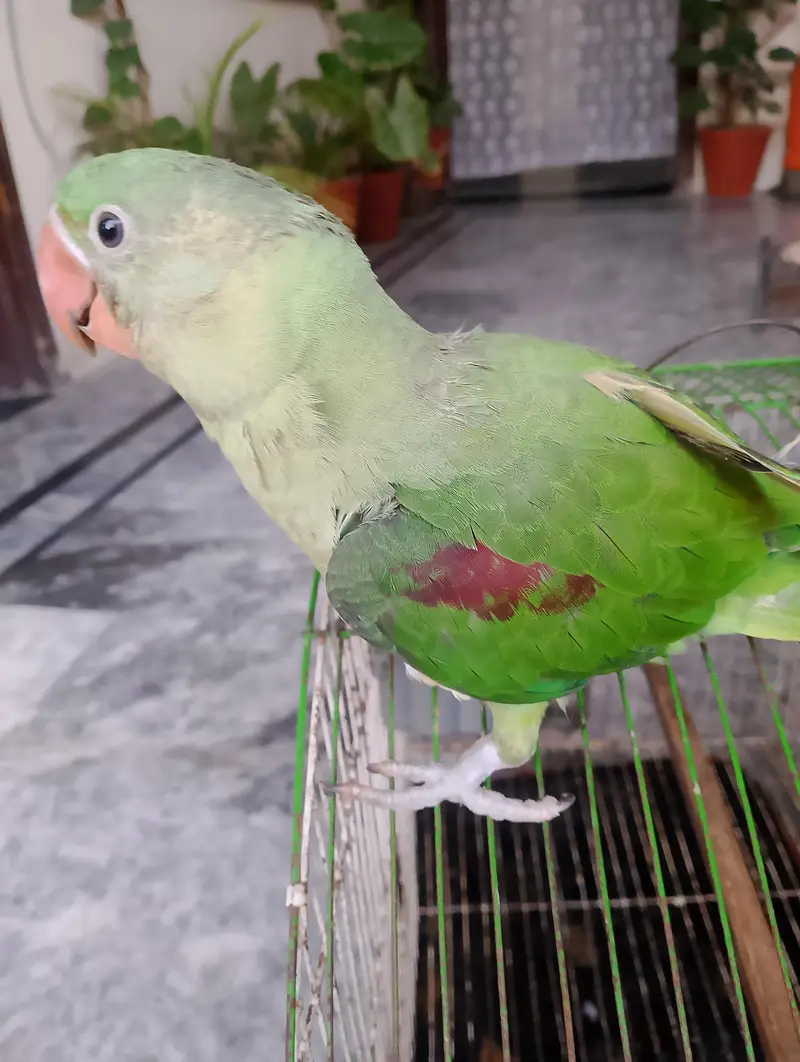 sale for raw parrot (self  feed) Whatsapp 03499030287 — photo 3