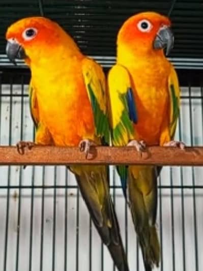 sun conure