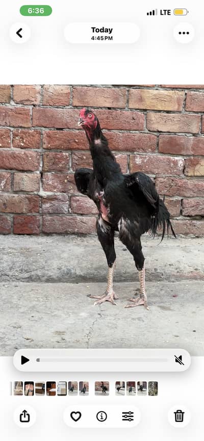 Shamo Murga or Thai ki murghi. Thi jis k bacha ha long hight
