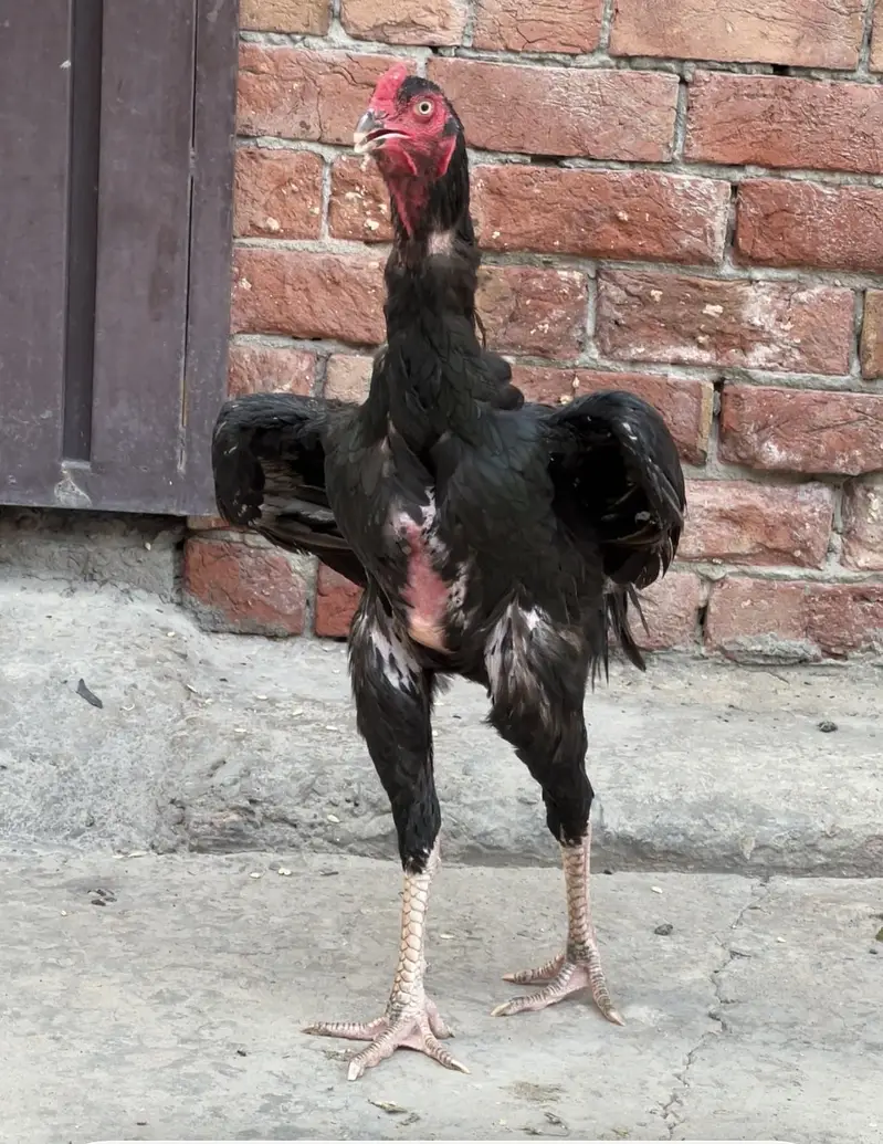 Shamo Murga or Thai ki murghi. Thi jis k bacha ha long hight — photo 2