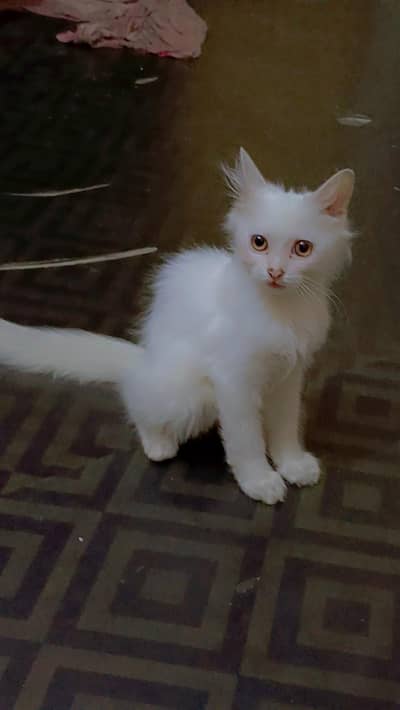 white kitten