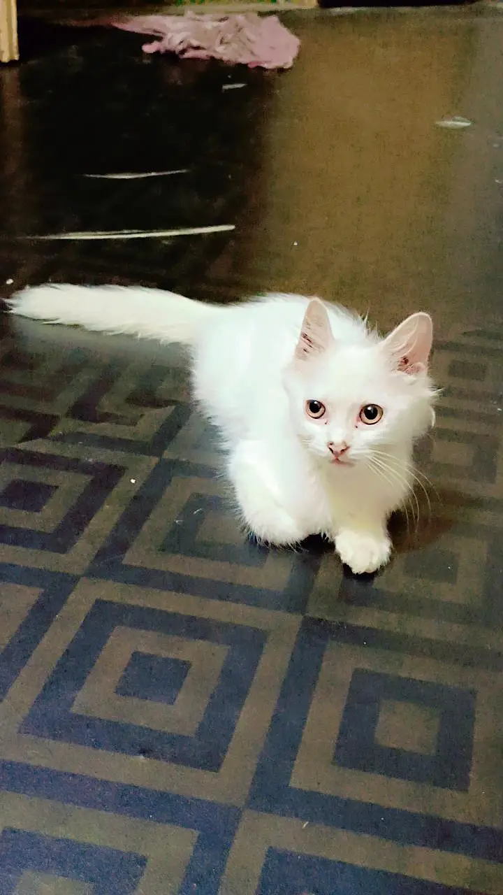white kitten — photo 2