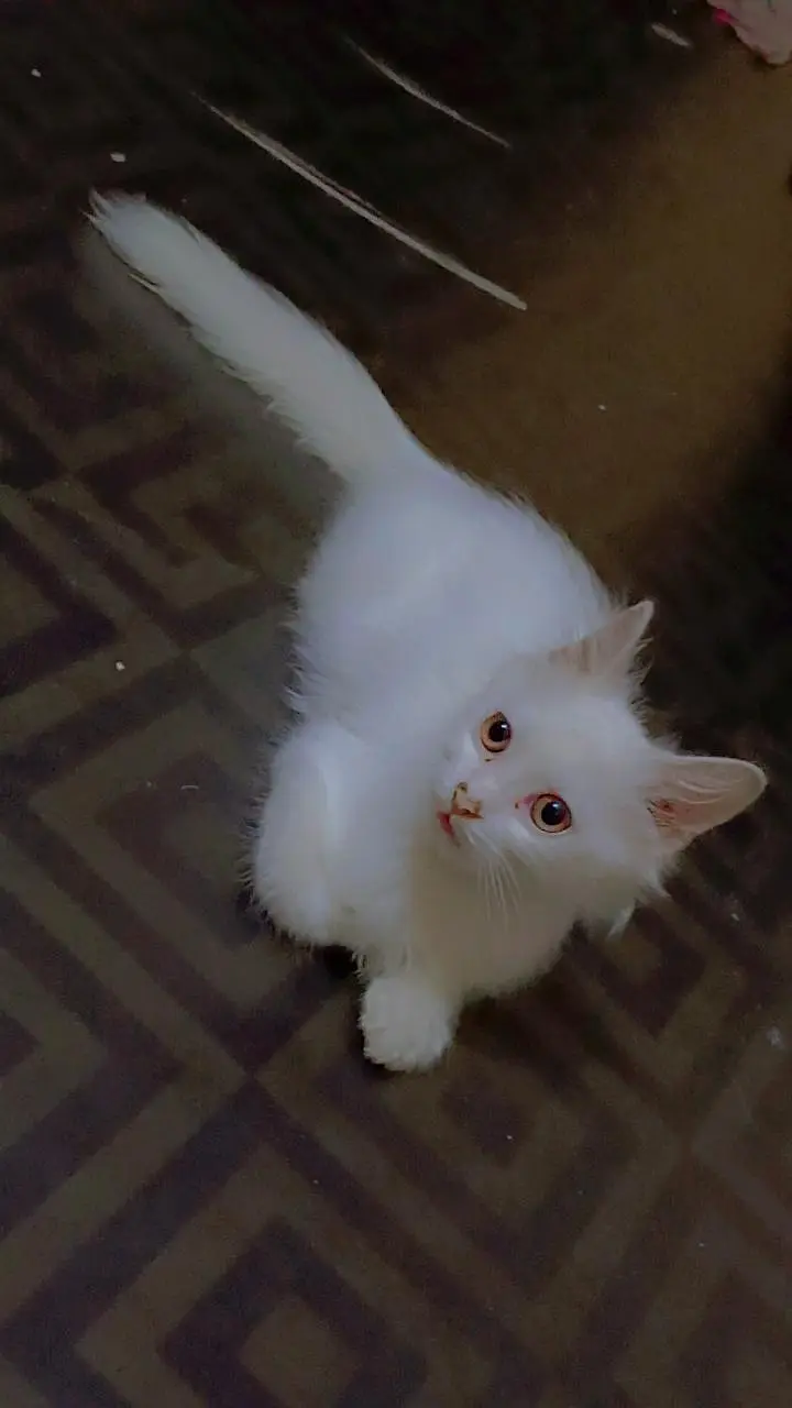 white kitten — photo 3