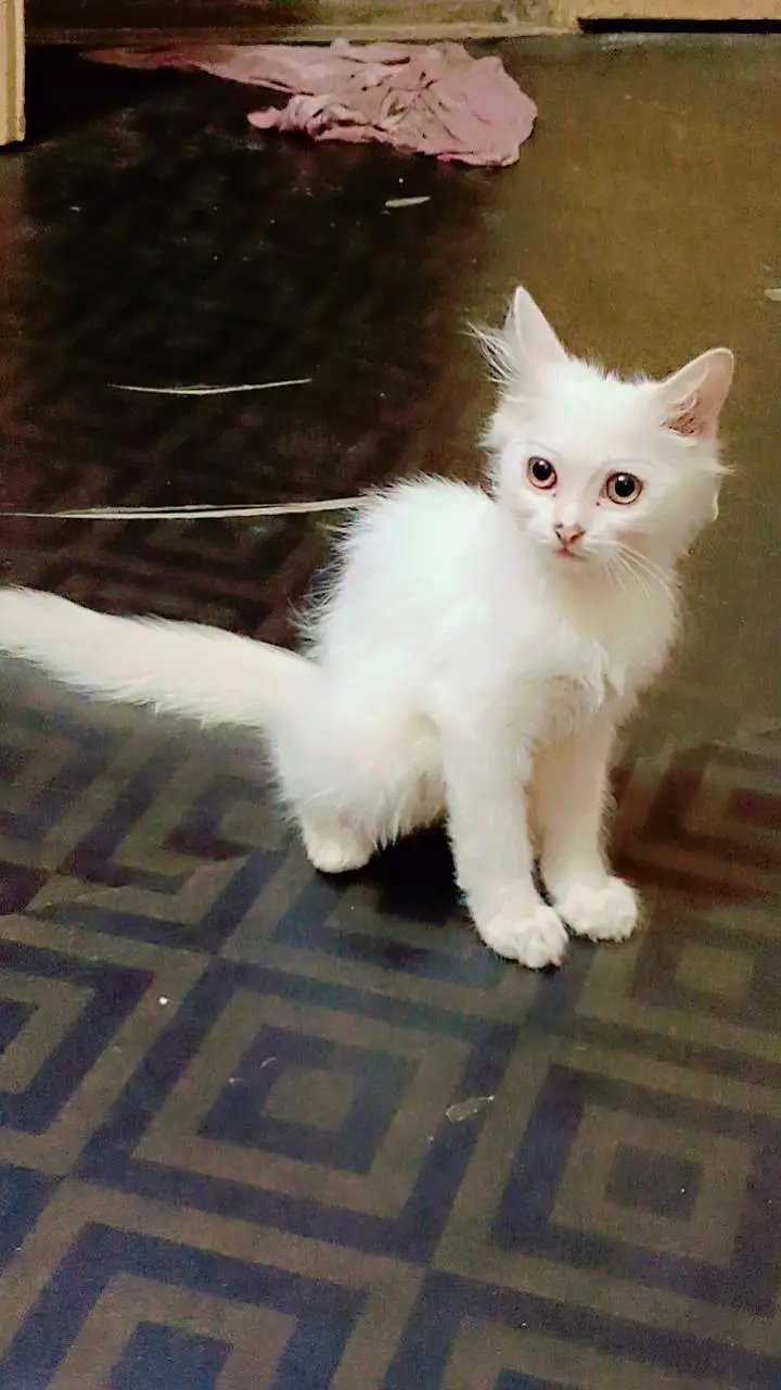 white kitten — photo 4