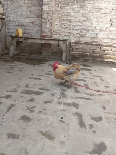 Pure Fancy Male Hen