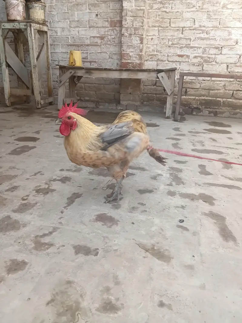 Pure Fancy Male Hen — photo 2