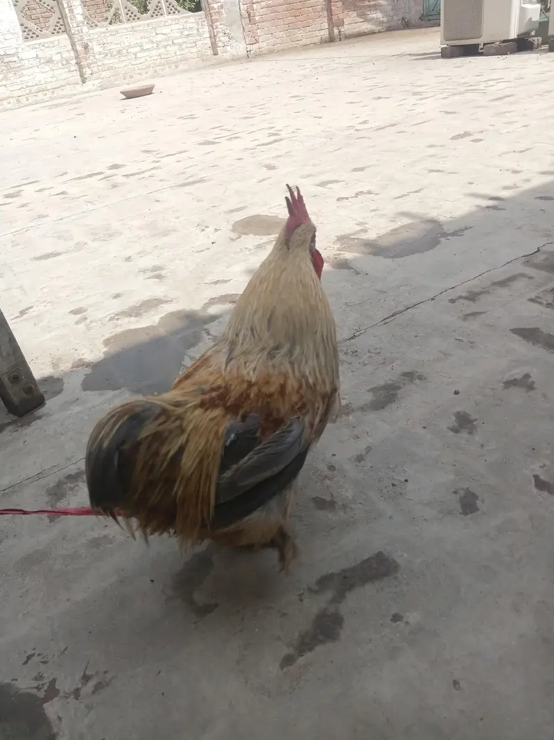 Pure Fancy Male Hen — photo 3