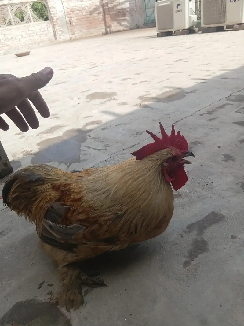Pure Fancy Male Hen — photo 4