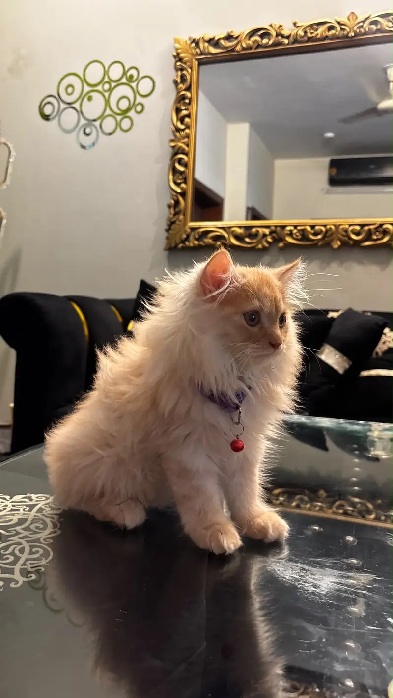Triple Coat Persian Kitten Home Breed For Sale — photo 2