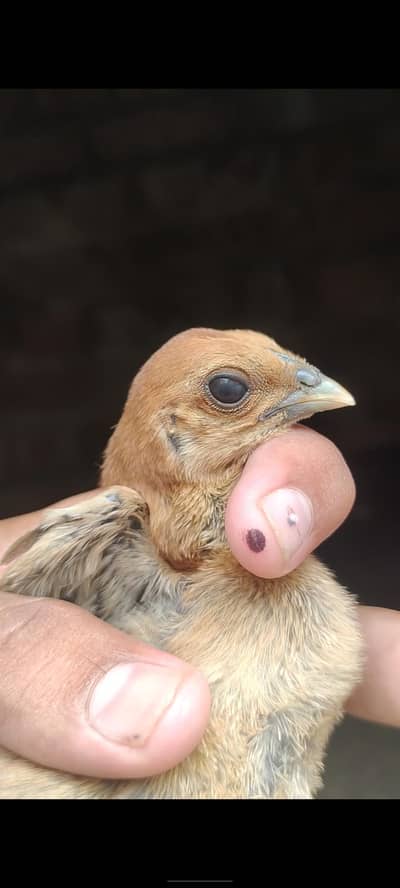 Red dragon chicks parrot face