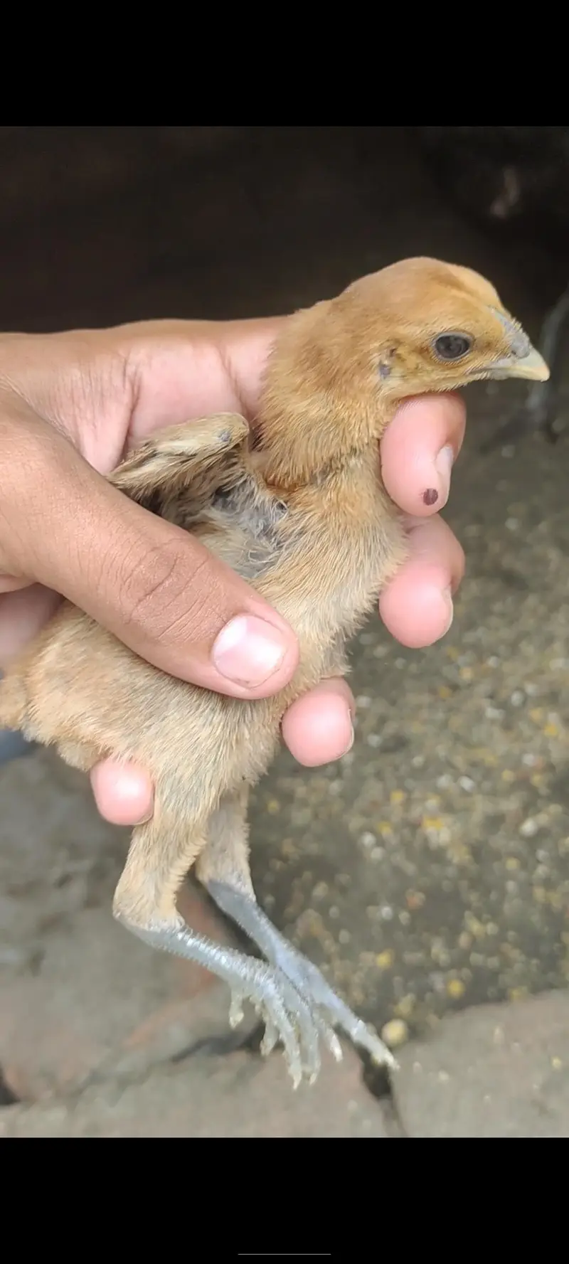Red dragon chicks parrot face — photo 2