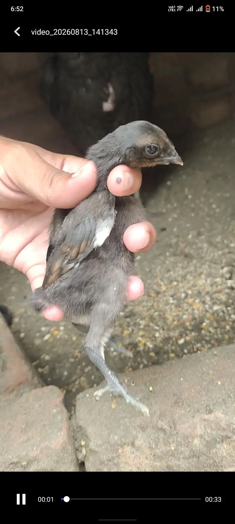 Red dragon chicks parrot face — photo 5
