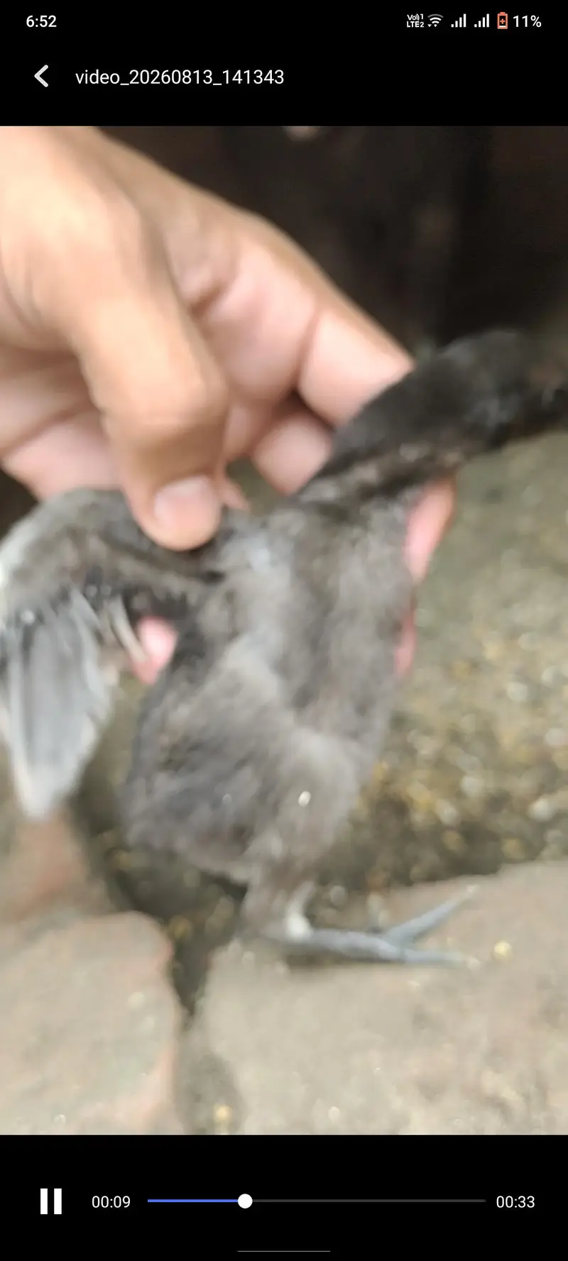 Red dragon chicks parrot face — photo 6