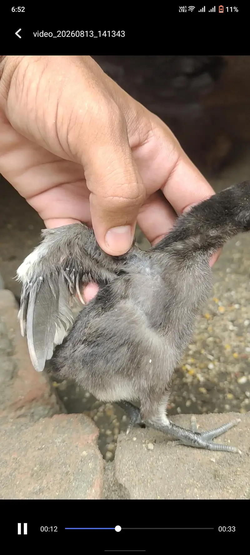 Red dragon chicks parrot face — photo 7
