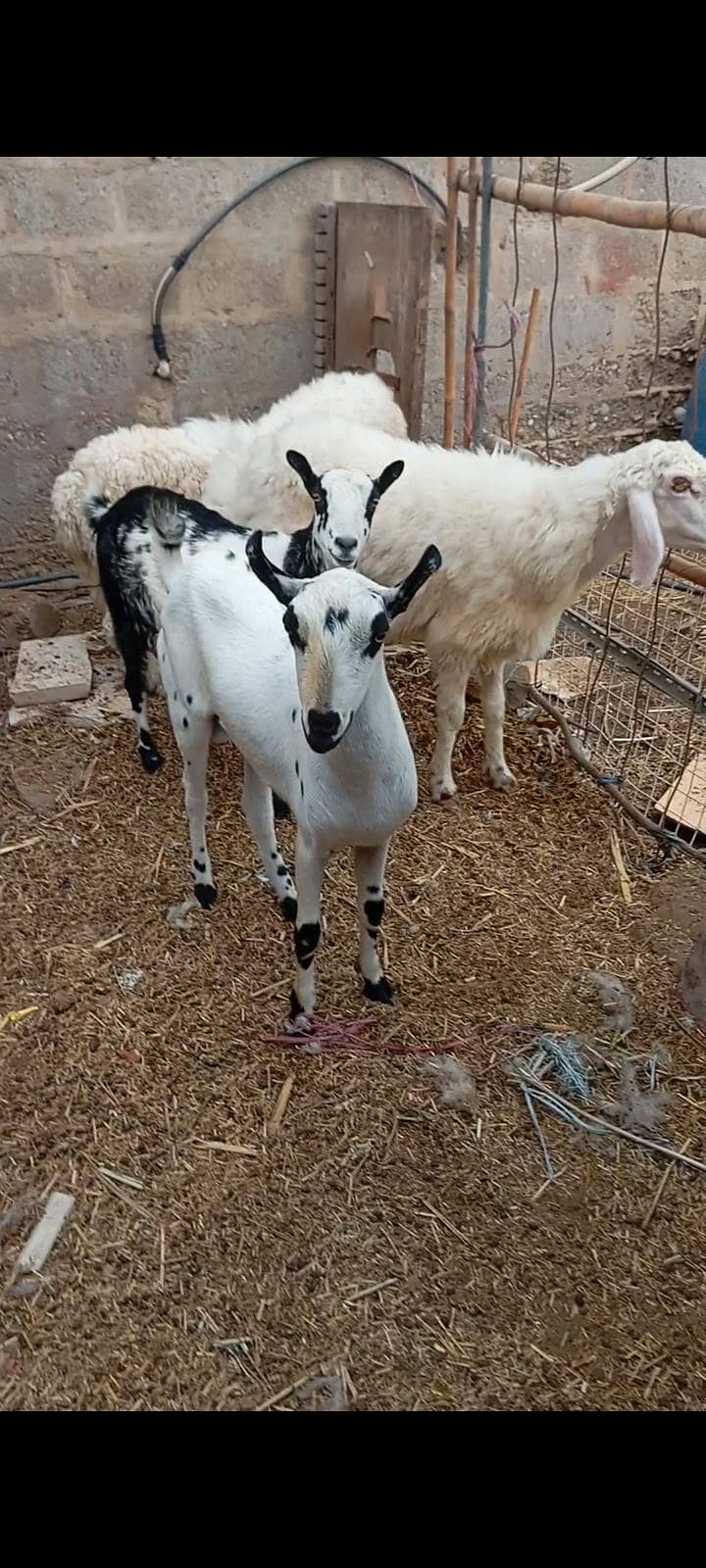 sheep 0