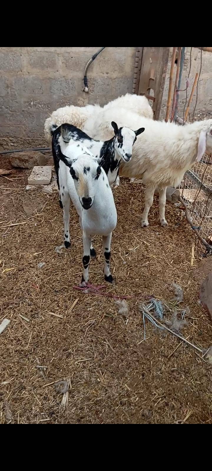sheep 4