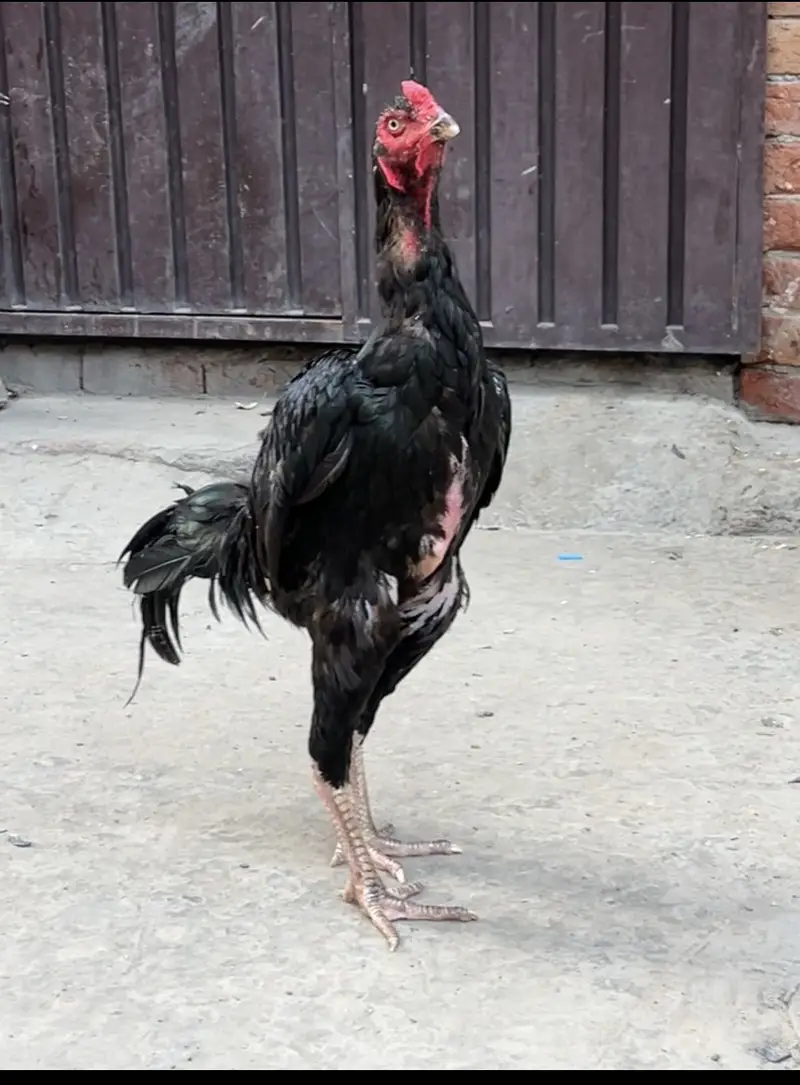 Shamo Murga or Thai ki murghi. Thi jis k bacha ha long hight — photo 3