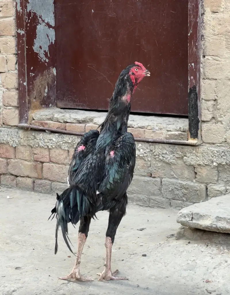 Shamo Murga or Thai ki murghi. Thi jis k bacha ha long hight — photo 4