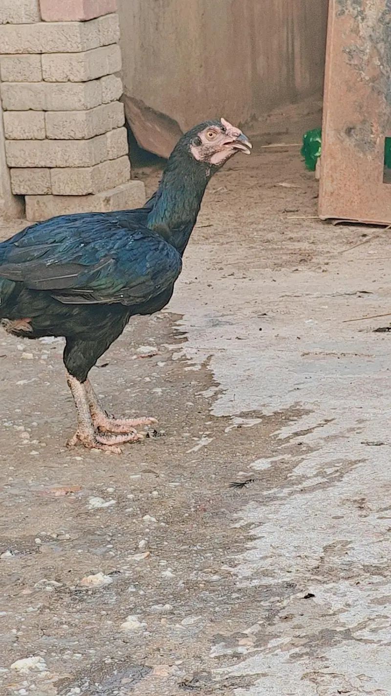 3 Thai Aseel Murgia he or 1 white heera Murgi he — photo 2