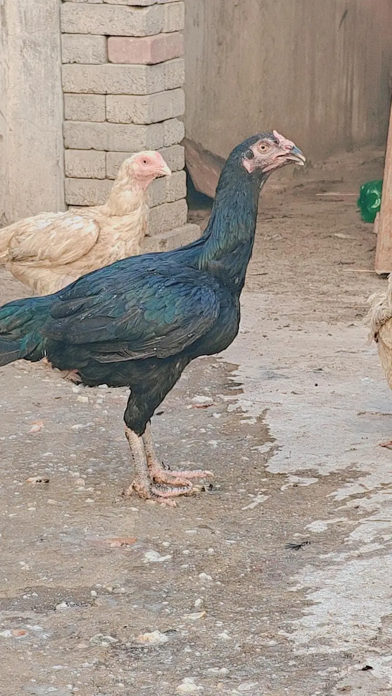 3 Thai Aseel Murgia he or 1 white heera Murgi he — photo 3