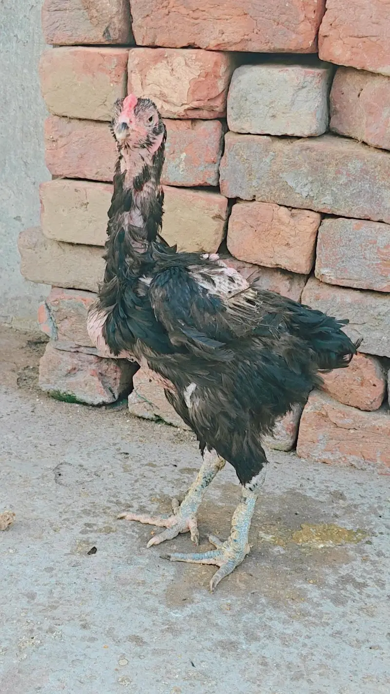 3 Thai Aseel Murgia he or 1 white heera Murgi he — photo 4