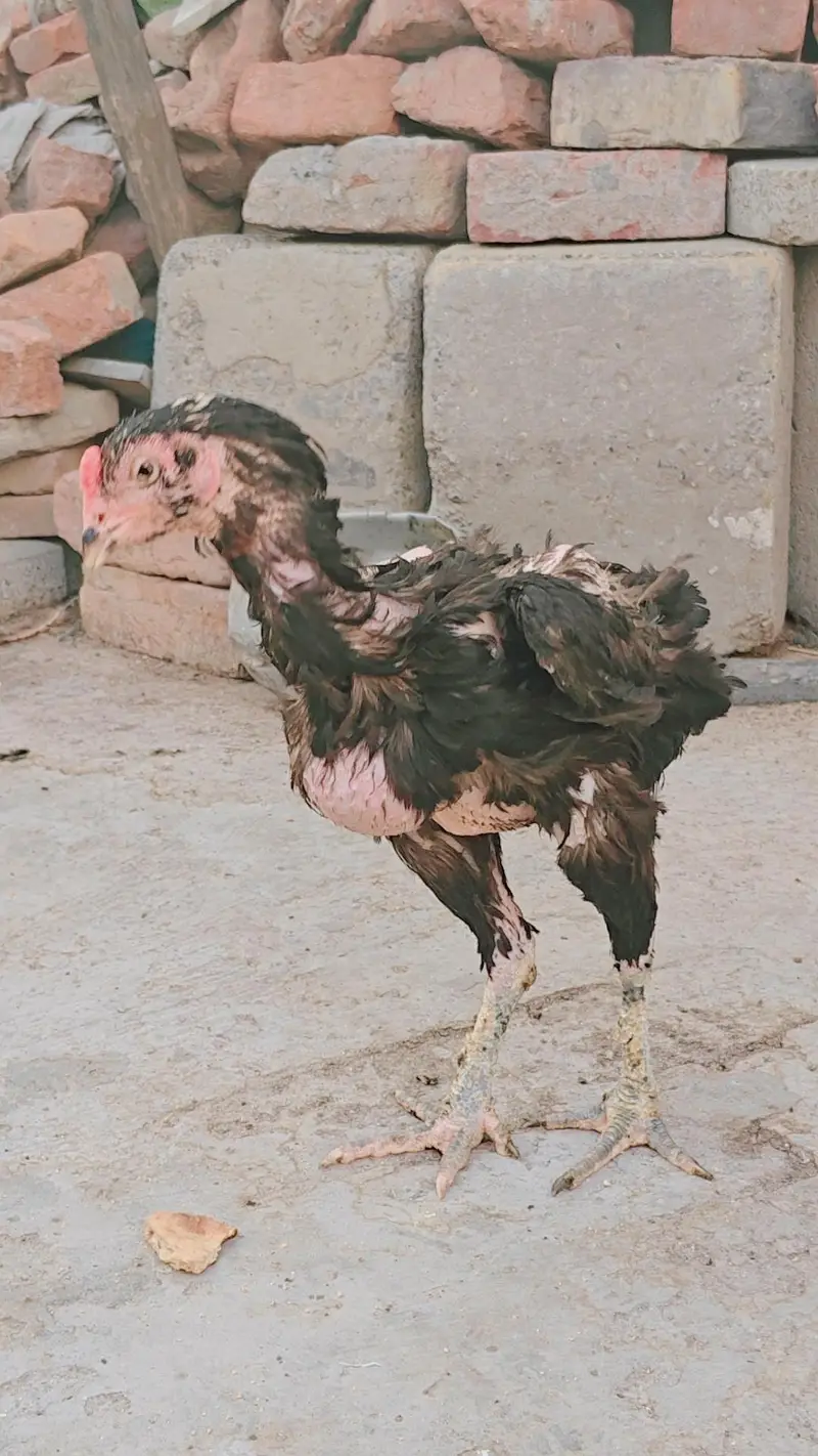3 Thai Aseel Murgia he or 1 white heera Murgi he — photo 5