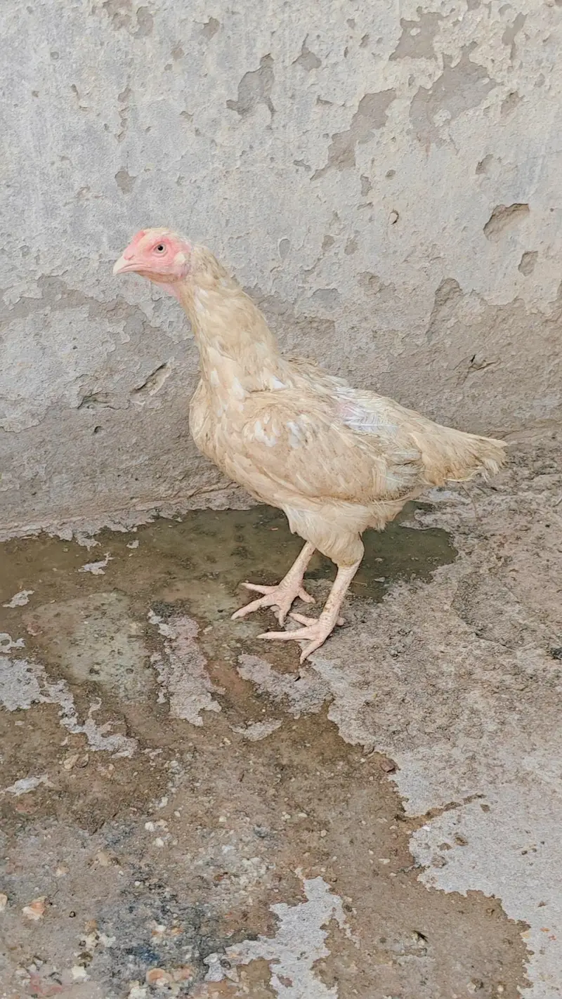 3 Thai Aseel Murgia he or 1 white heera Murgi he — photo 6