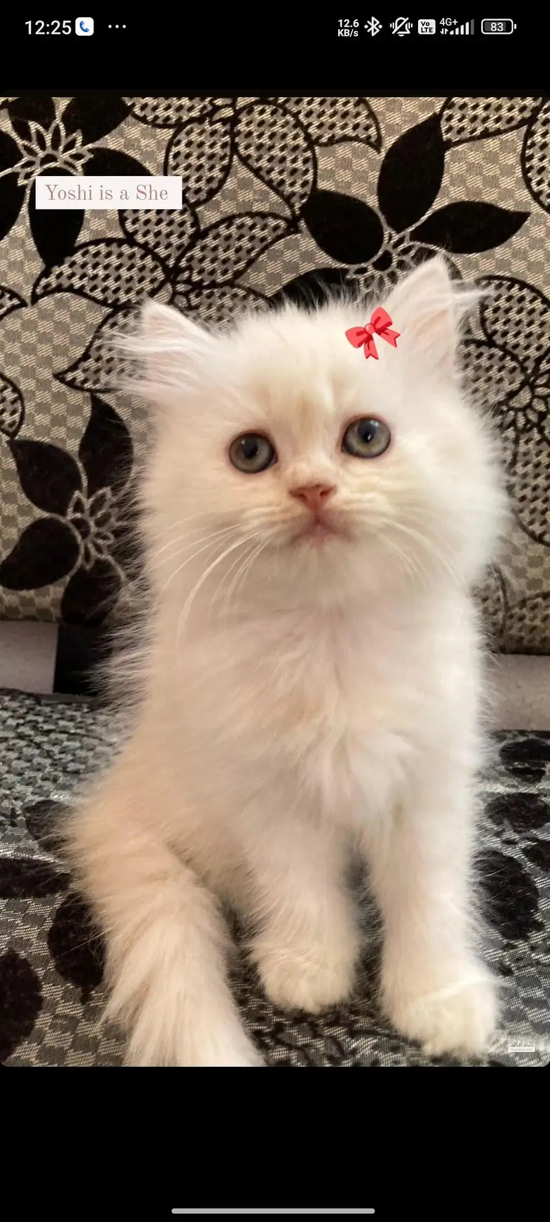 Family kittens — photo 4