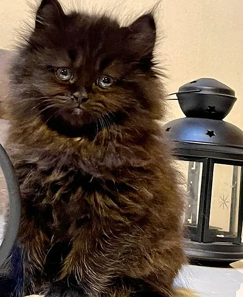 Family kittens — photo 5
