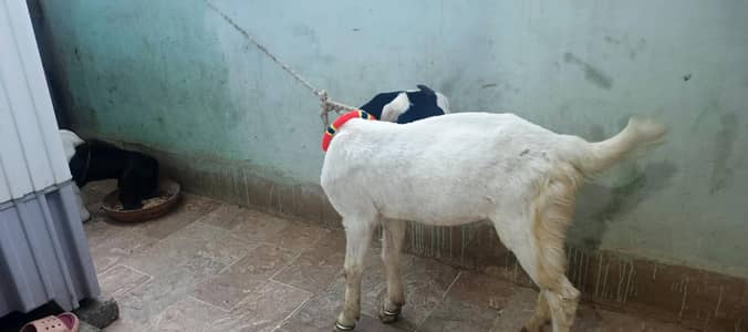 pssy ki need he nasar ni pata knsi he ana khud huga orangi twan