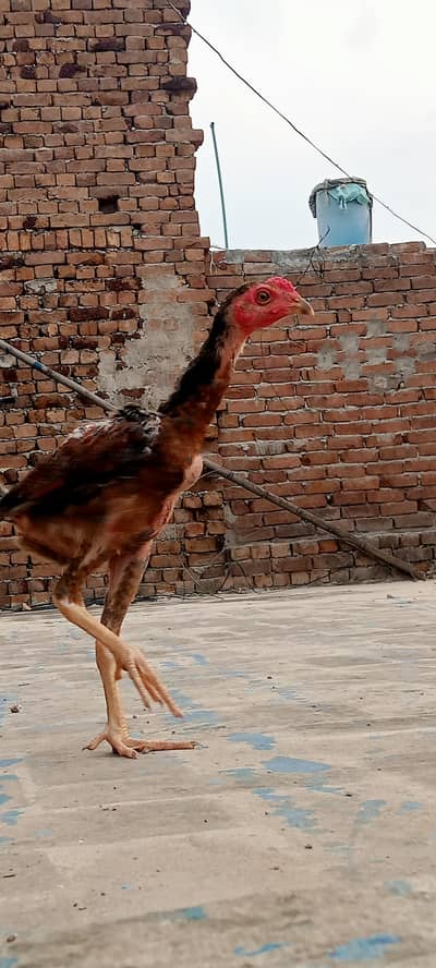 Pakoya pathi patha