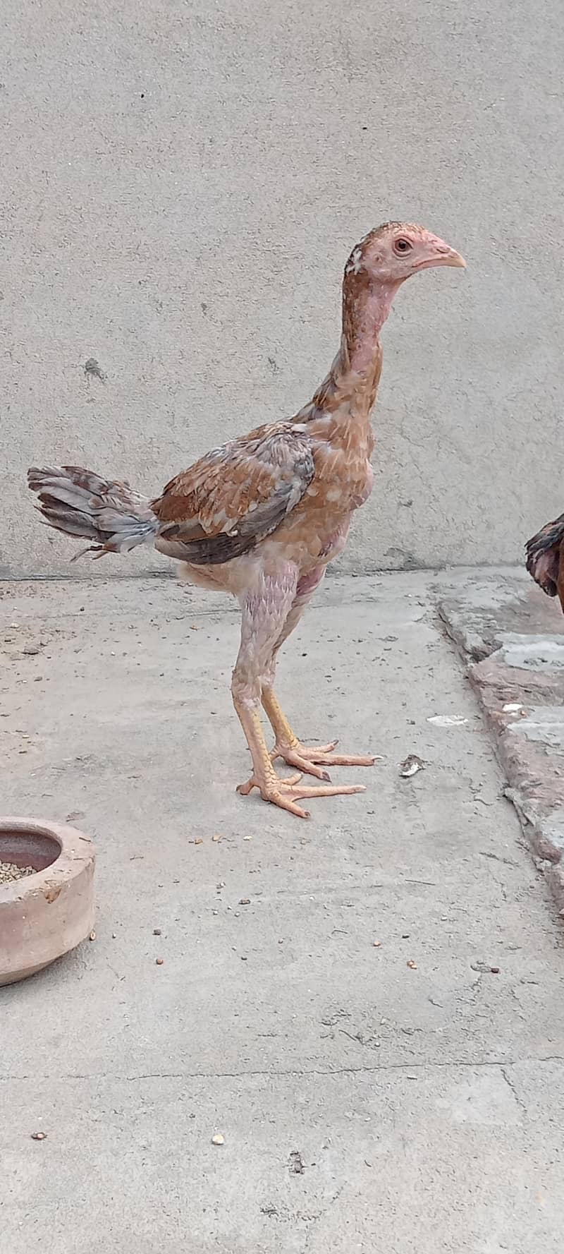 Pakoya pathi patha 1