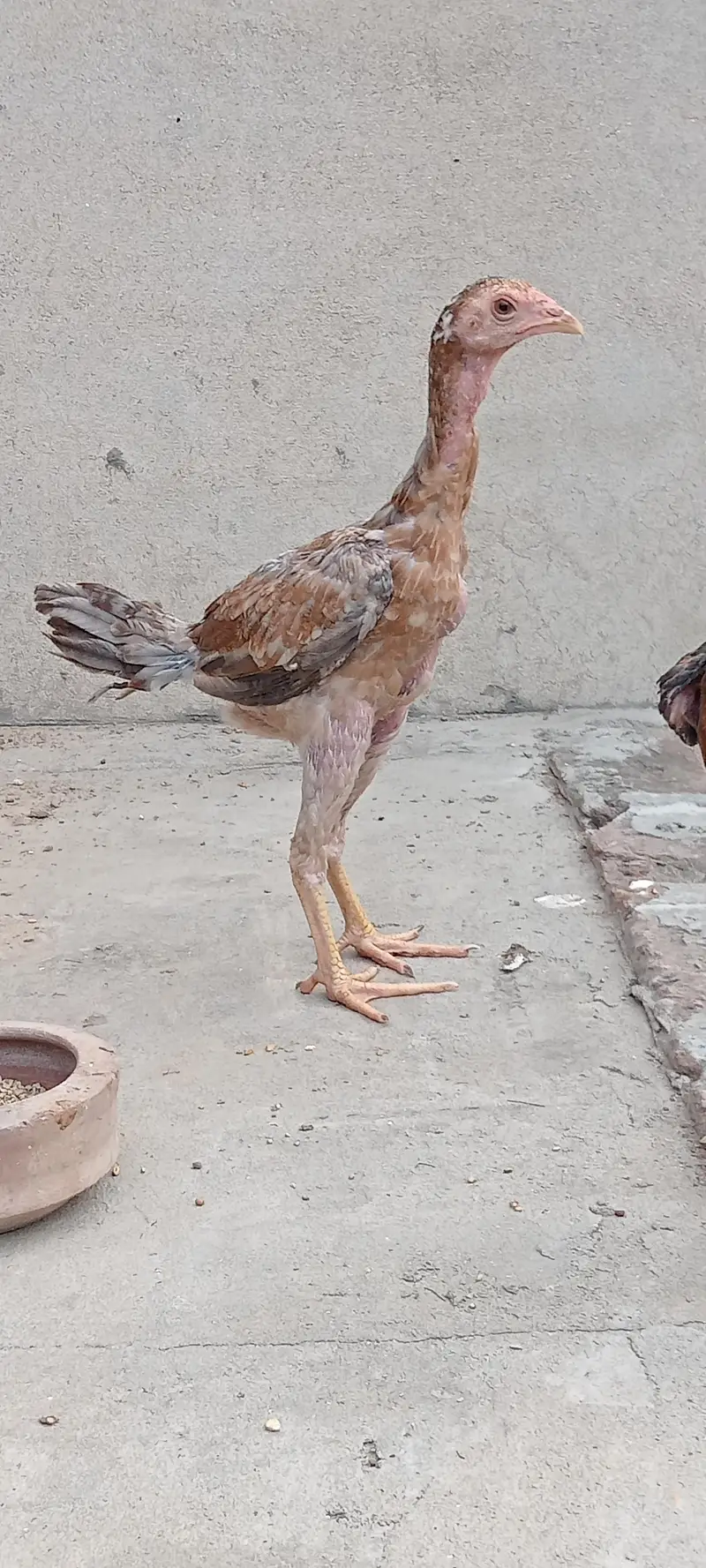 Pakoya pathi patha — photo 2