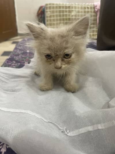 Male cat in fawn colour trained